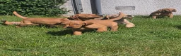 Mixed Breed dogs for sale: ALL REHOMED Vizslador Puppies  - Advert 12