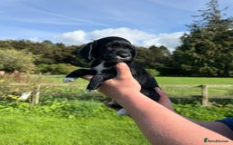 Cocker Spaniel dogs for sale: Ready now KC registered DNA clear  - Image 6