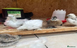 Chickens poultry for sale: Silkies - ducklings - Drakes - Advert 22