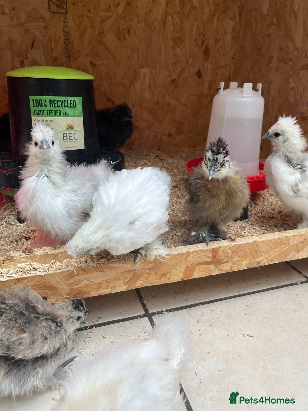 Chickens poultry for sale: Silkies - ducklings - Drakes - Advert 22