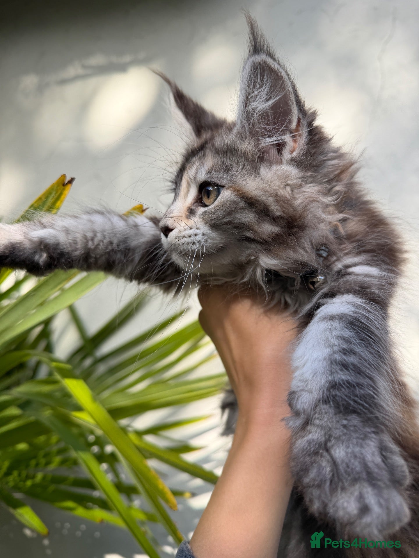 Maine Coon cats Rare Torbie Maine Coon Girls • TICA Registered - Advert 1