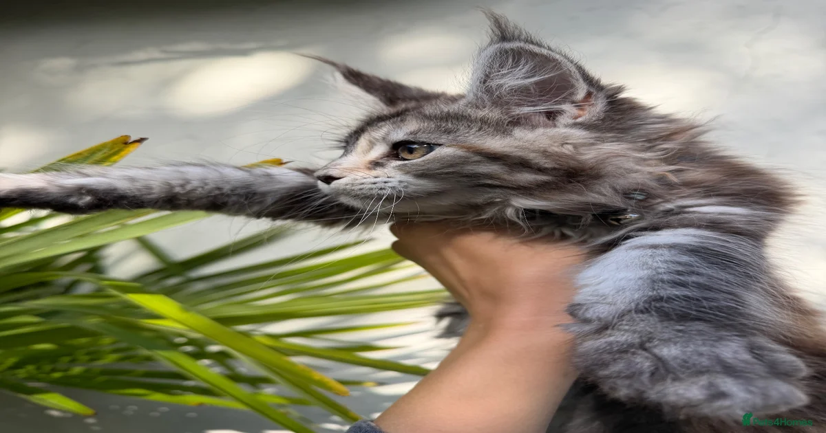 Tortoiseshell Pets & Animals for sale | Pets4Homes