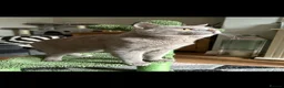 British Shorthair cats for sale: Stunning British Shorthairs - Advert 12