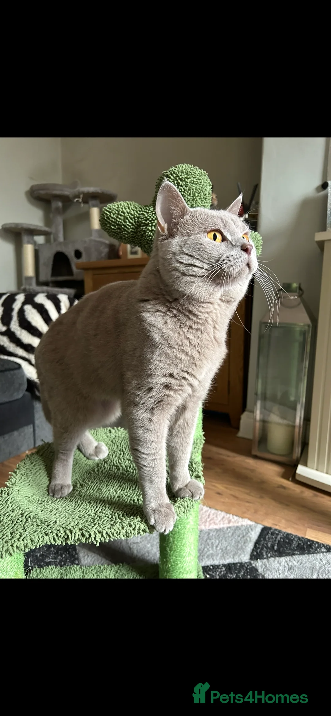 British Shorthair cats for sale: Stunning British Shorthairs - Advert 12