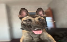 Belgian Shepherd Dog dogs for sale: Maxine  - Image 3