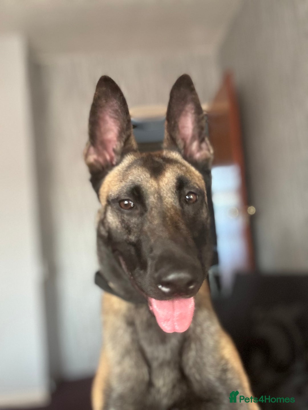 Belgian Shepherd Dog dogs for sale: Maxine  - Image 3