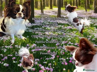 Chihuahua dogs KC reg-Heath Tested-Proven Stud - Advert 6