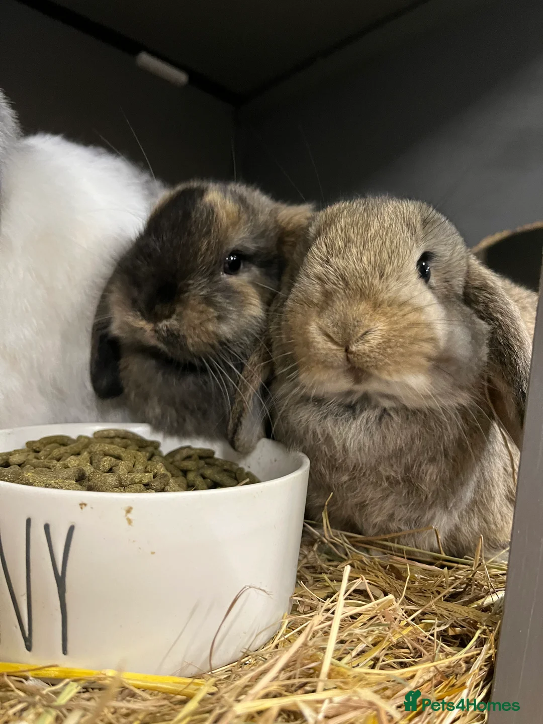 Mini Lop rabbits for sale: Mini Lop Bunnies - Advert 2
