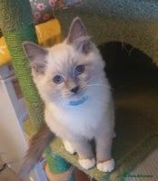 Ragdoll cats Beautiful GCCF Blue Mitted Kitten Available. - Advert 7