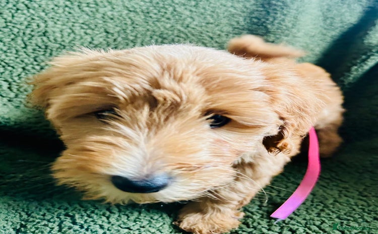 Labradoodle dogs - Advert 2