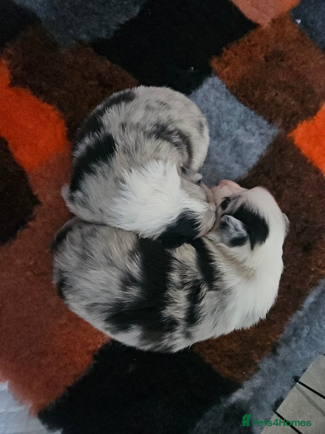 Mixed Breed dogs for sale: Border Chi Puppies Mini Collies!  - Image 1