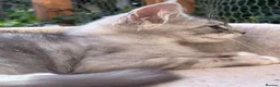 Maine Coon cats for sale: Gorgeous Maine Coon Male For Sale - Advert 7