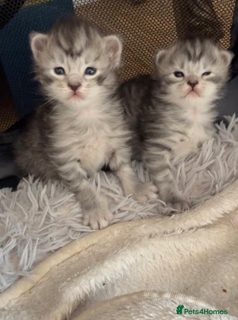 Maine Coon cats Amazing Main Coon Kittens  - Advert 8