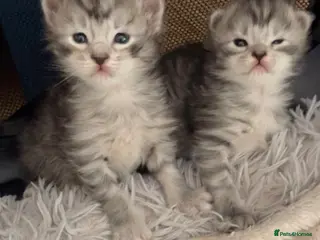 Maine Coon cats Amazing Main Coon Kittens - Advert 9