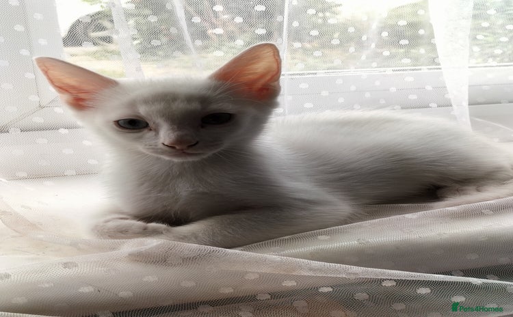 Turkish Angora cats - Advert 1