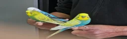 Budgerigars birds for sale: Super Silly hand tamed budgies  - Advert 5
