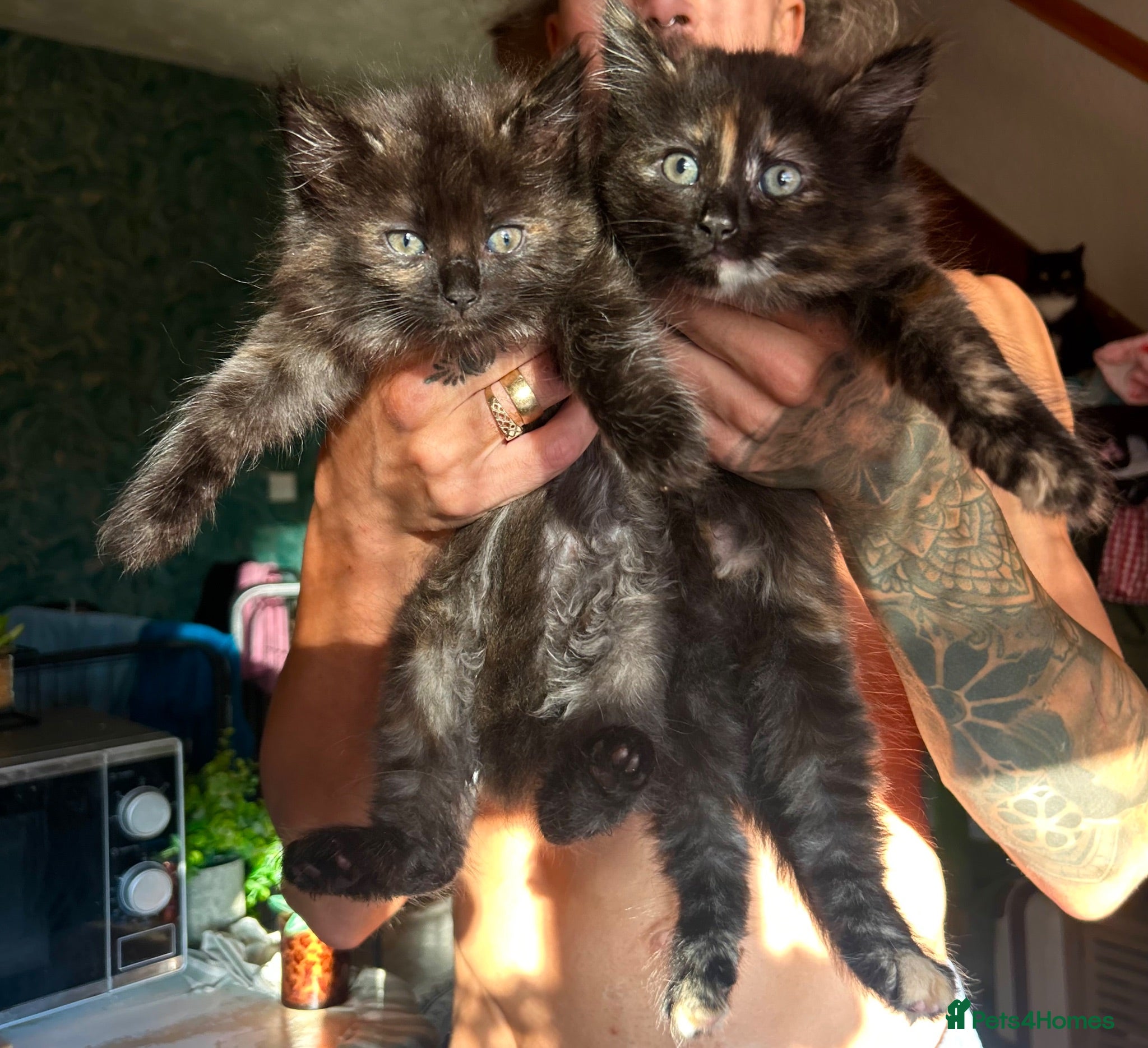 Ragdoll cats Tabby Ragdoll Kittens for Sale 🐯  - Advert 2