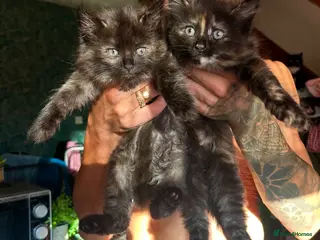 Ragdoll cats Tabby Ragdoll Kittens for Sale 🐯 - Advert 2
