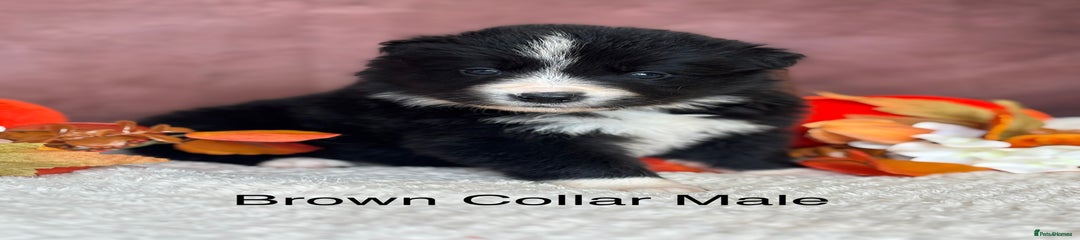 Purple Collar Male