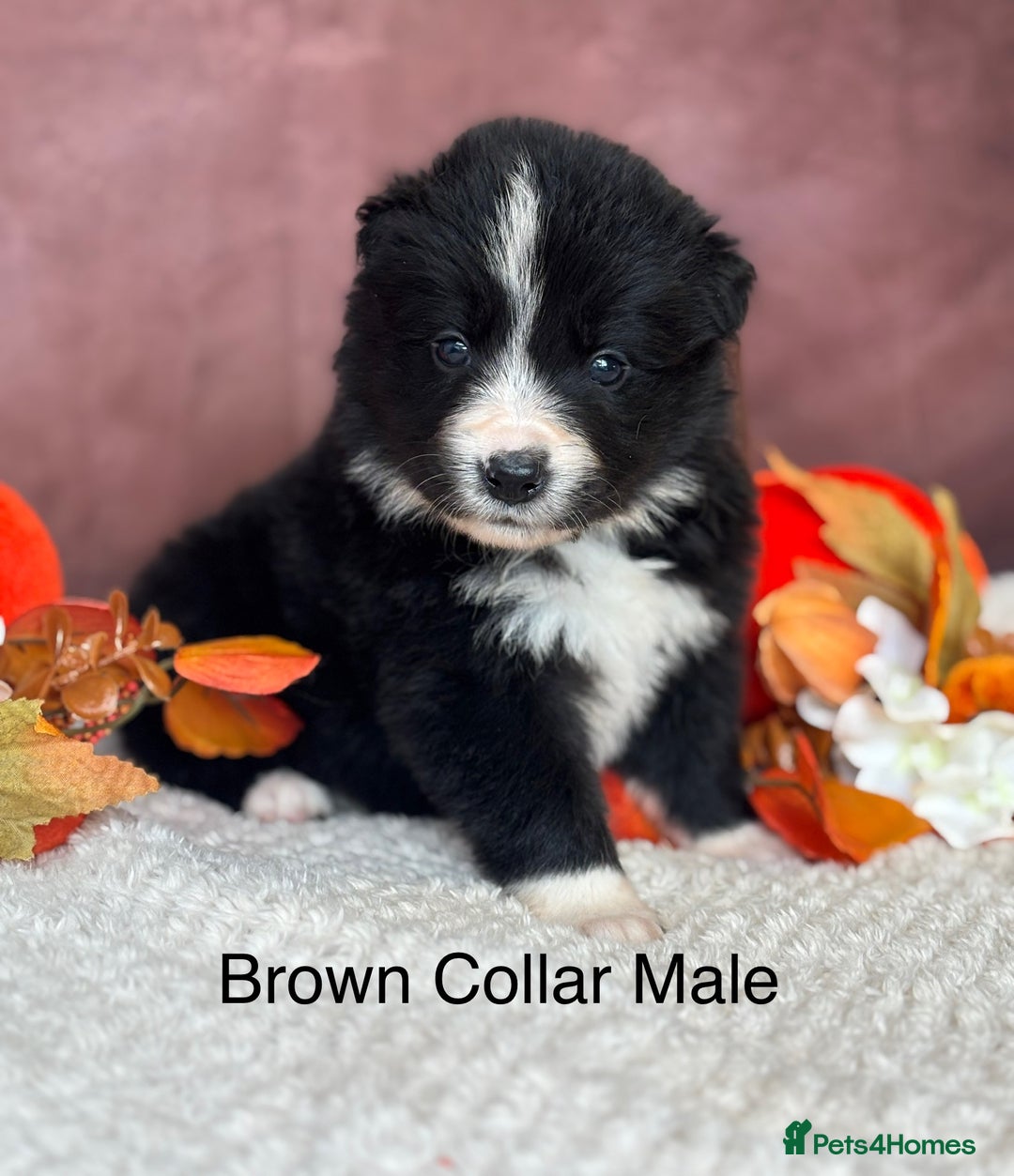 Border Collie dogs for sale: 7 Beautiful Black&White Border Collie Puppies 🐶 - Image 5