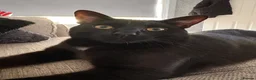 Mixed Breed cats for sale: Black cat  in Glasgow - Advert 2