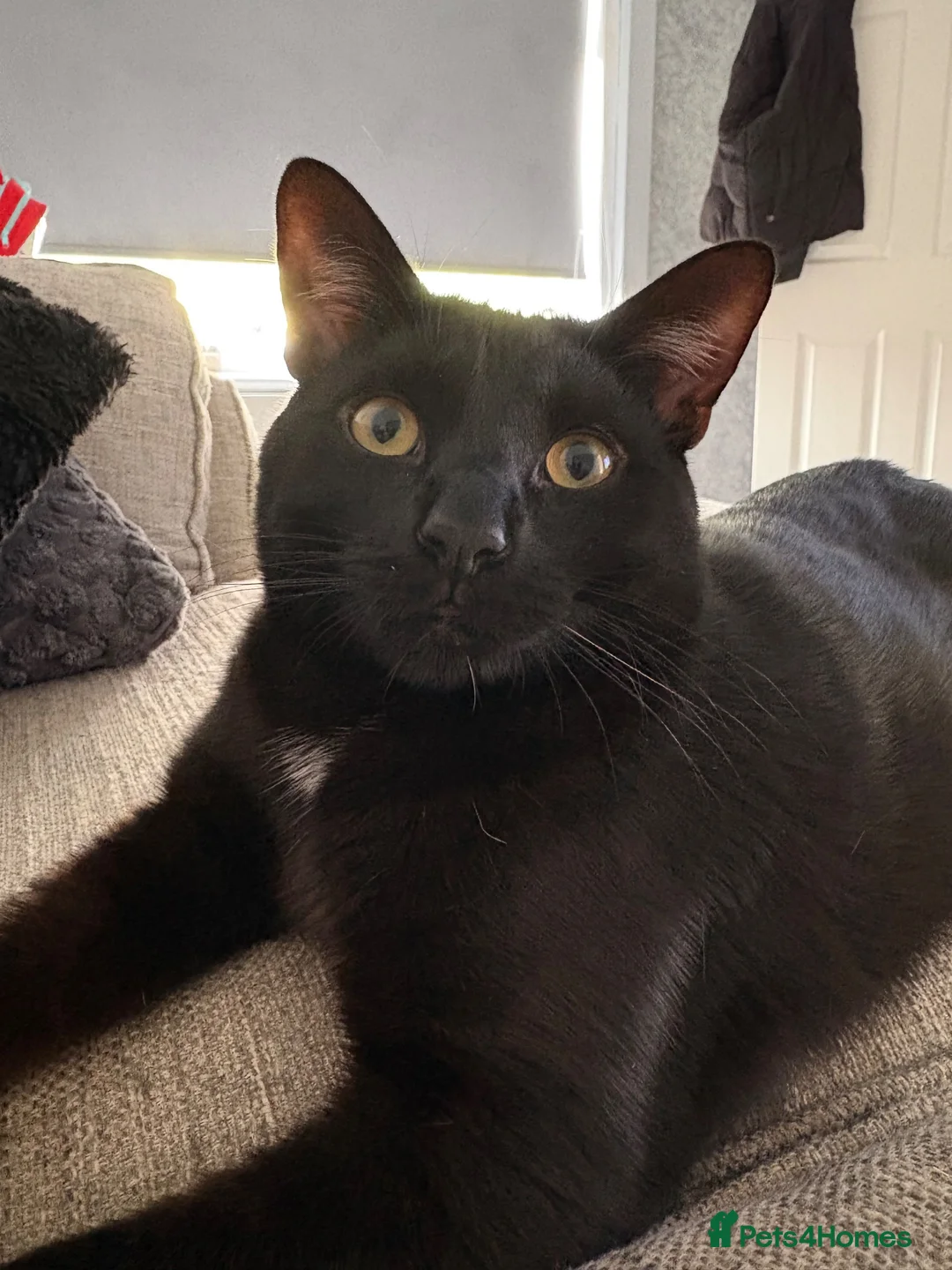 Mixed Breed cats for sale: Black cat  in Glasgow - Advert 2