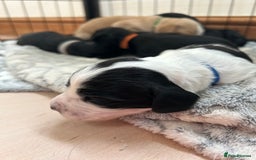 Sprocker dogs for sale: Sprocker Spaniel Puppies 🐶 - Image 8