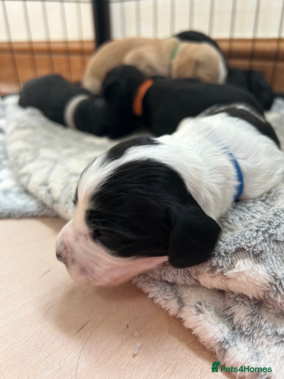 Sprocker dogs for sale: Sprocker Spaniel Puppies 🐶 - Image 8