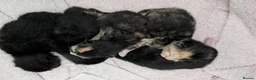 Mixed Breed cats for sale: Beautiful fluffy kittens for sale  - Advert 10