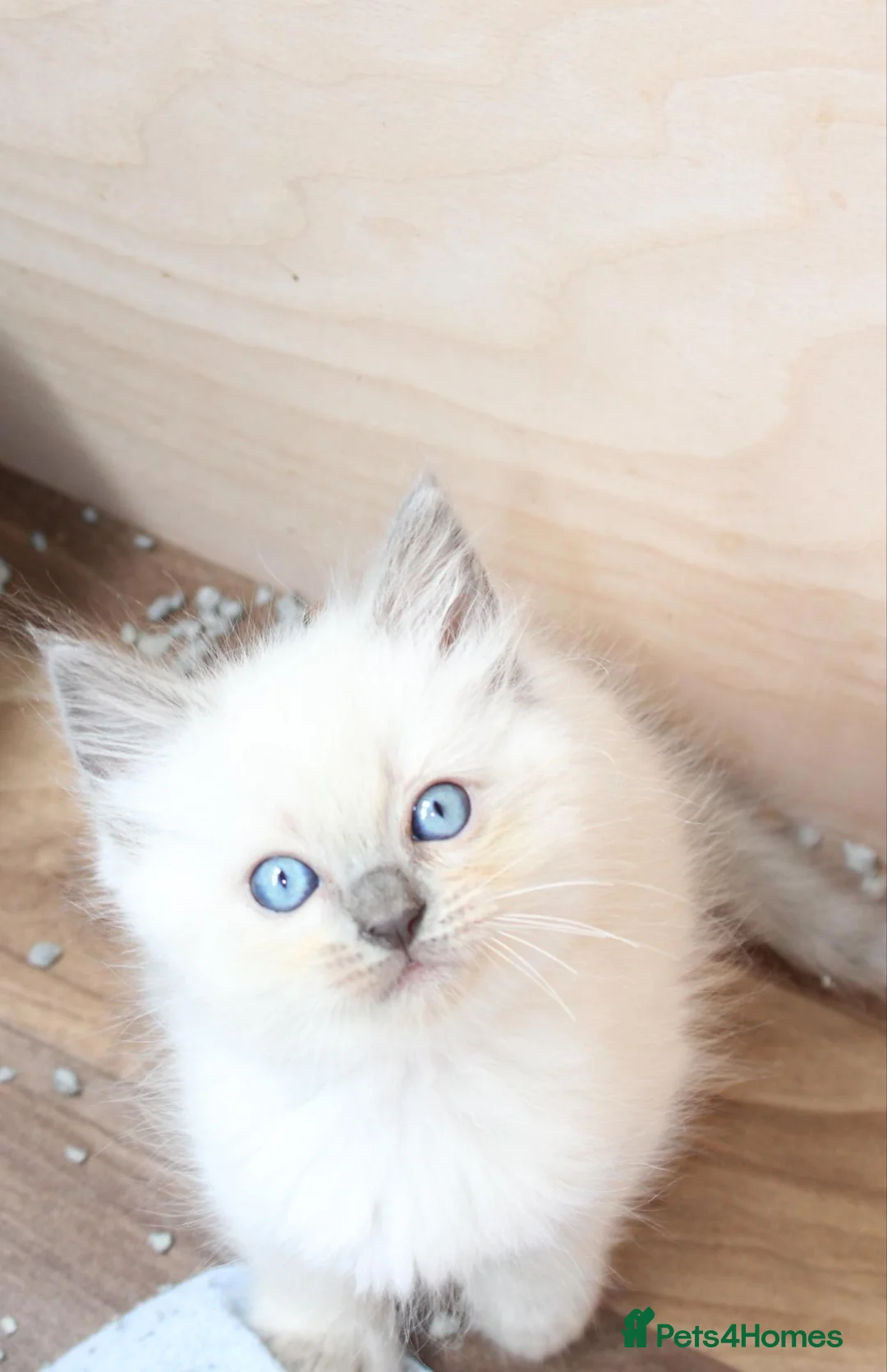 Ragdoll cats for sale: Ragdoll kittens  - Advert 1