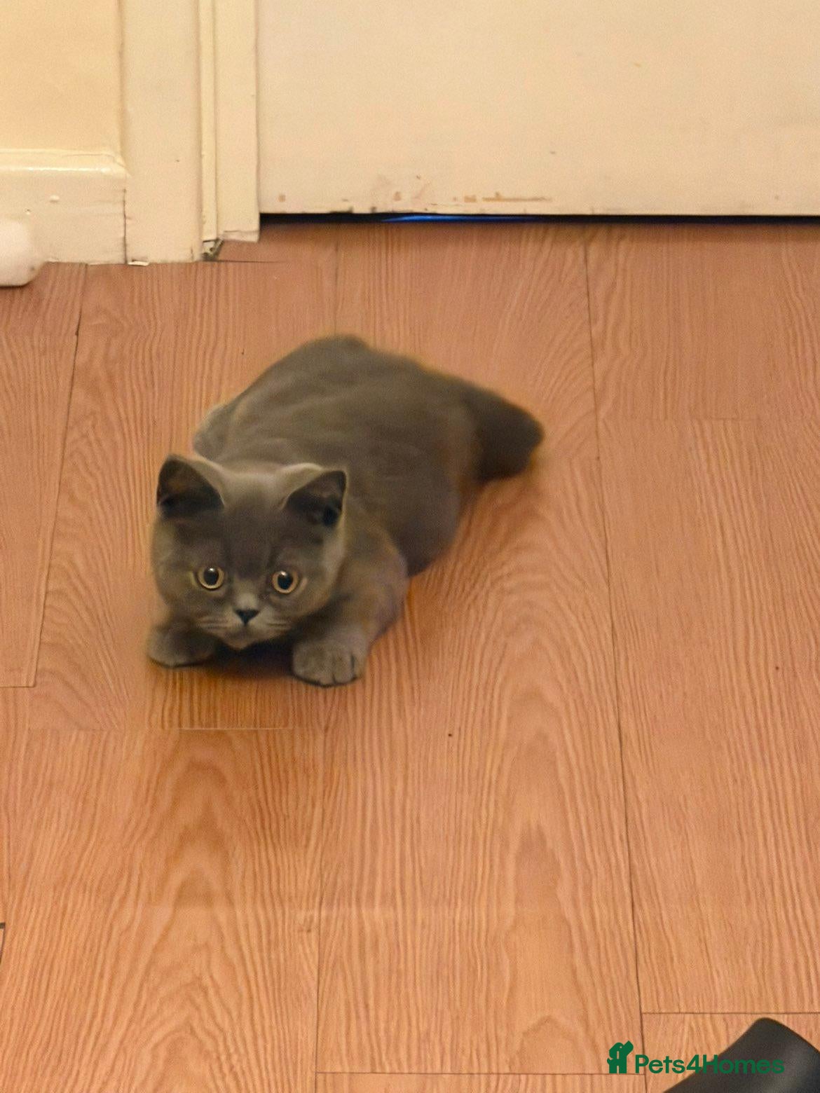 British Shorthair cats British shorthair boy  - Advert 1