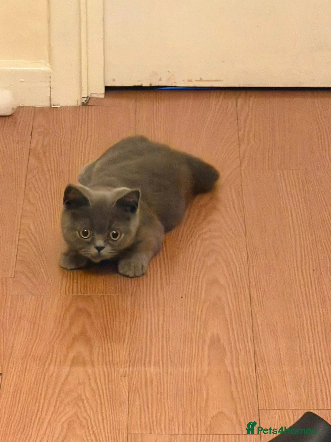 British Shorthair cats for sale: British shorthair boy  in Birmingham - Advert 1