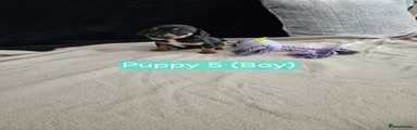 Jackshund 5