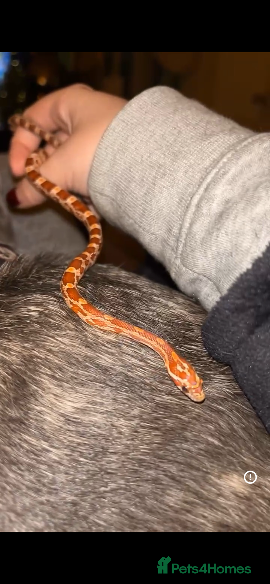 Corn Snake reptiles for sale: Corn snake free to good home - Image 1