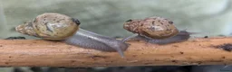 Snails invertebrates for sale: Giant African Land Snails  - Advert 3