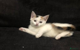 Mixed Breed cats for sale: Ginger and Tortie Kittens 2 available  - Image 15