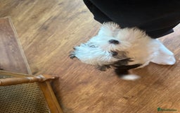 Morkie dogs for sale: Black & White MALE Morkie - Advert 4