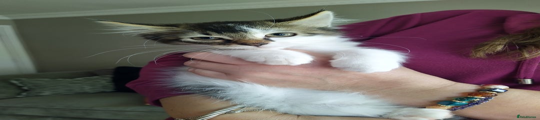 Domestic long haired Kitten 2