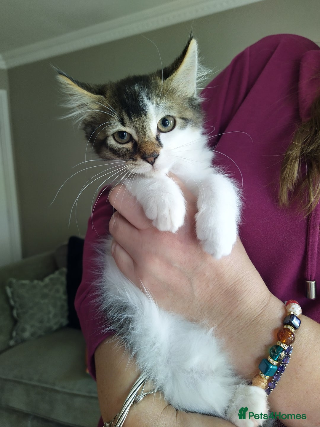 Domestic Shorthair cats for sale: Squeakies babies - Image 4