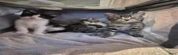 British Shorthair cats for sale: 3 Gorgeous Kittens looking for their forever homes - Advert 13