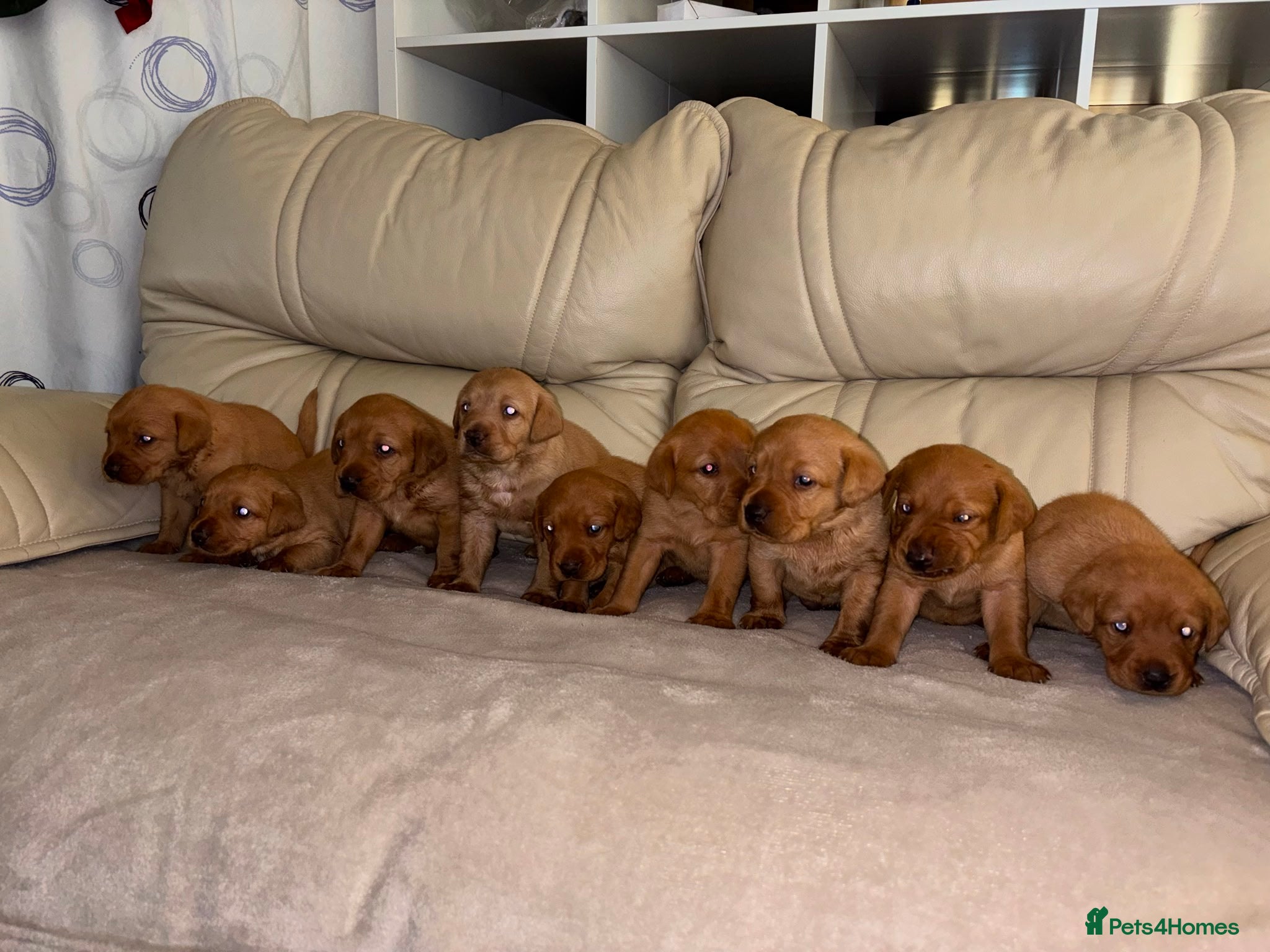 Labrador Retriever dogs 9 Fox Red Labrador Puppies - Advert 1