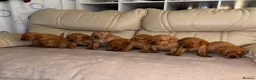 Labrador Retriever dogs for sale: 9 Fox Red Labrador Puppies - Advert 1