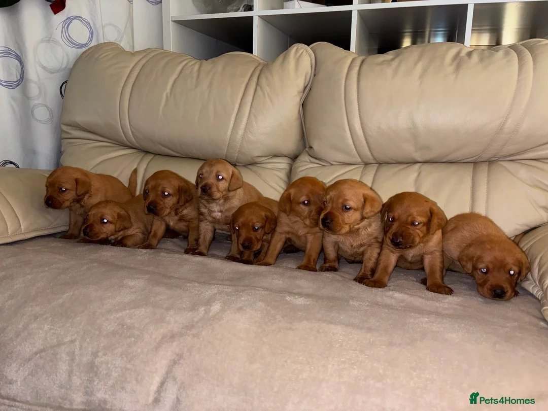 Labrador Retriever dogs for sale: 9 Fox Red Labrador Puppies - Advert 1