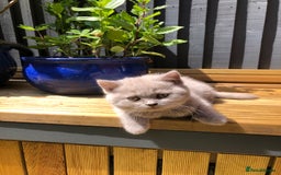 British Shorthair cats for sale: READY TO LEAVE Champion bloodline pedigree kittens - Image 28