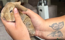 French Lop rabbits for sale: Giant French lop July babies! 🤍 - Image 6