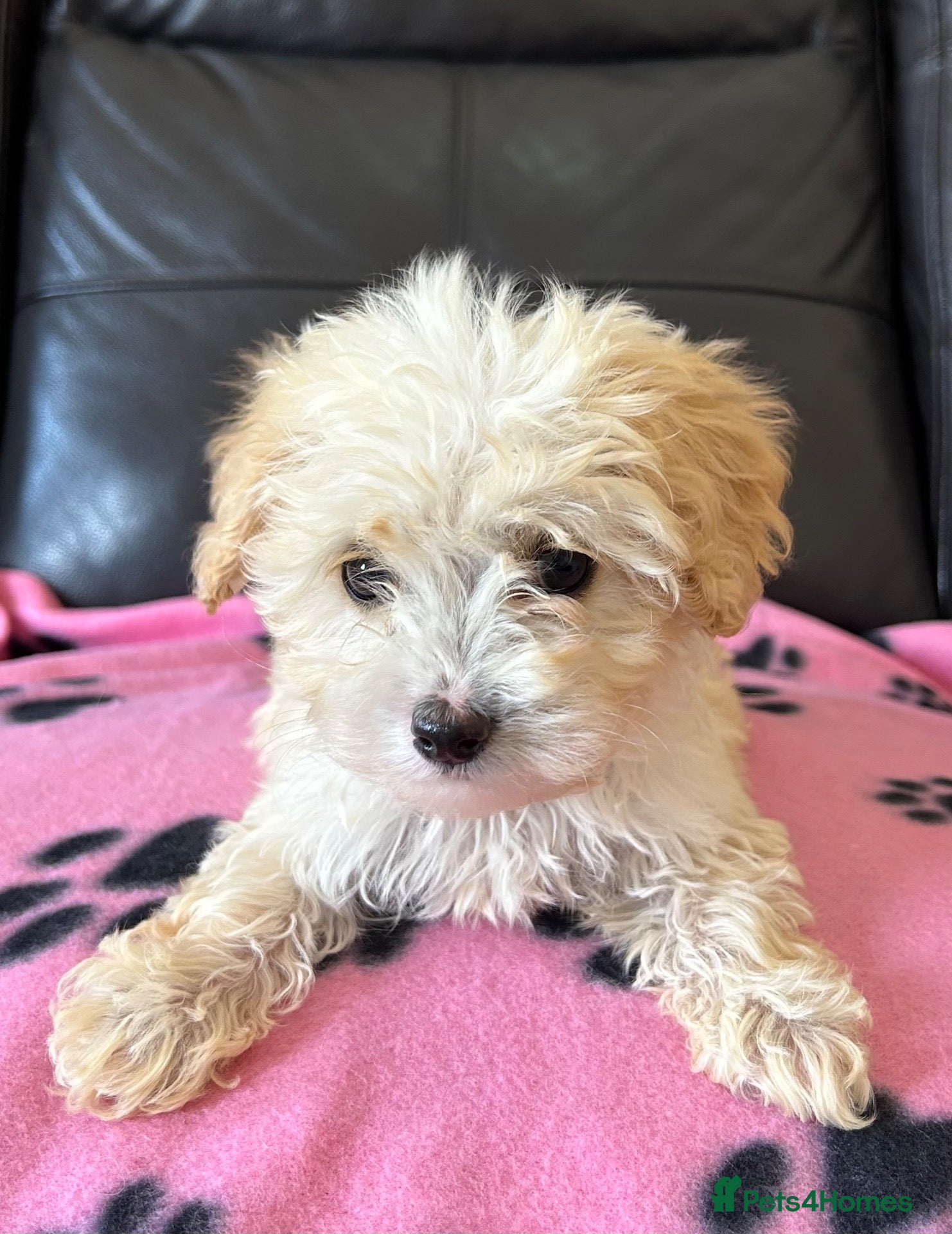 Maltipoo dogs Six beautiful maltipoo puppies - Advert 1