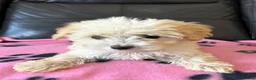 Maltipoo dogs for sale: Six beautiful maltipoo puppies - Advert 6