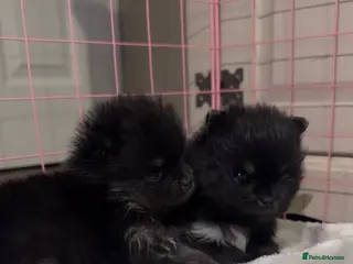 Pomeranian dogs KoreanXRussian female Pomeranians - Advert 7