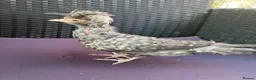 Chickens poultry for sale: Polish bantams - Advert 2