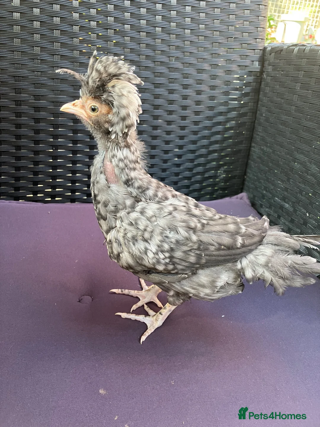 Chickens poultry for sale: Polish bantams - Advert 2